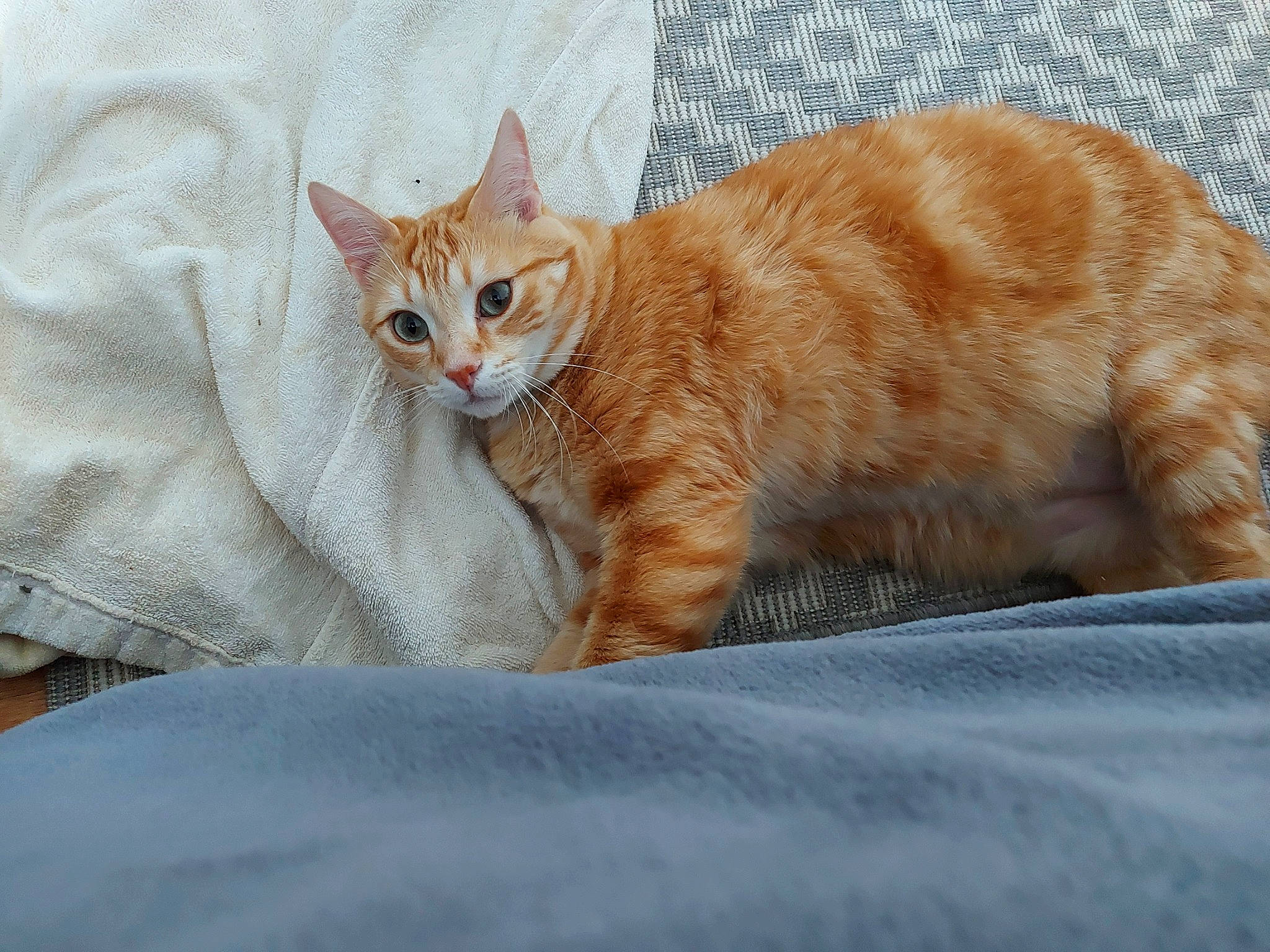 Olaf Olympe participe au concours pour gagner de l'argent avec cette photo : carnivore, cat, cat_supply, claw, comfort, domestic_short_haired_cat, eye, fawn, felidae, foot, fur, linens, nap, paw, sitting, small_to_medium_sized_cats, snout, tail, terrestrial_animal, whiskers