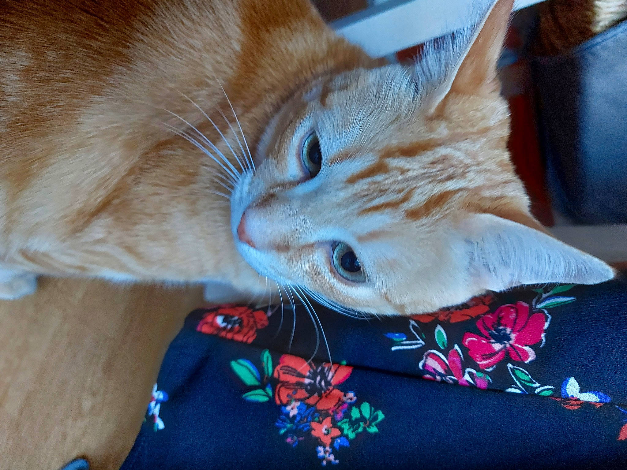 Olaf Olympe participe au concours pour gagner de l'argent avec cette photo : carnivore, cat, claw, comfort, domestic_short_haired_cat, electric_blue, fashion_accessory, fawn, felidae, flowerpot, fur, lap, linens, pattern, small_to_medium_sized_cats, snout, tail, thread, whiskers, wood