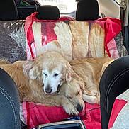 Bailey And Betsy is registered to the contest to win money with this photo: dog, golden_retriever, car_interior, blanket, sleeping, pet, animal, backseat, cozy, resting, fur, companion, travel, window, sunlight, headrest, seat, cute, snuggling, domestic_animal