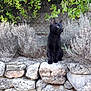 cat, black_cat, stone_wall, outdoor, nature, greenery, bushes, animal, pet, feline, curious, sitting, rock, quiet, daylight, wildlife, garden, plant, fur, alert