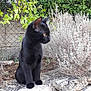 black_cat, cat, animal, pet, outdoor, garden, plant, stone, rock, greenery, bush, fence, nature, mammal, sitting, fur, whiskers, yellow_eyes, alert, side_view