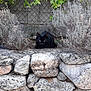 black_cat, cat, stone_wall, bushes, green_leaves, garden, outdoor, animal, feline, nature, plants, ground, rocks, quiet, stealthy, pet, wildlife, curious, crouching, daylight