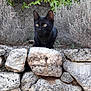 black_cat, cat, animal, outdoor, stone_wall, rocks, bushes, greenery, nature, curious, pet, feline, wildlife, eyes, ears, crouching, alert, daylight, texture, quiet