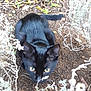 black_cat, animal, pet, outdoor, dirt, plants, twigs, leaves, curious, crouching, feline, nature, close_up, green_eyes, ground, wildlife, eyes, mammal, small_animal, garden