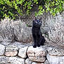 black_cat, cat, stone_wall, rocks, greenery, bushes, outdoor, animal, pet, nature, feline, curious, sitting, wildlife, garden, daylight, fur, ears, eyes, quiet