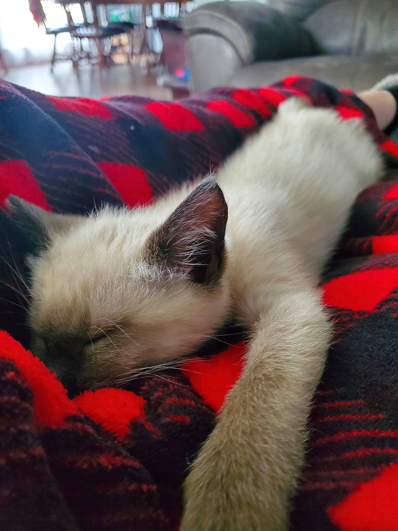 Jules is registered to the contest to win money with this photo: balinese, carnivore, cat, cat_bed, cat_supply, claw, comfort, companion_dog, domestic_short_haired_cat, fawn, felidae, foot, fur, nap, paw, siamese, small_to_medium_sized_cats, tail, thai, whiskers