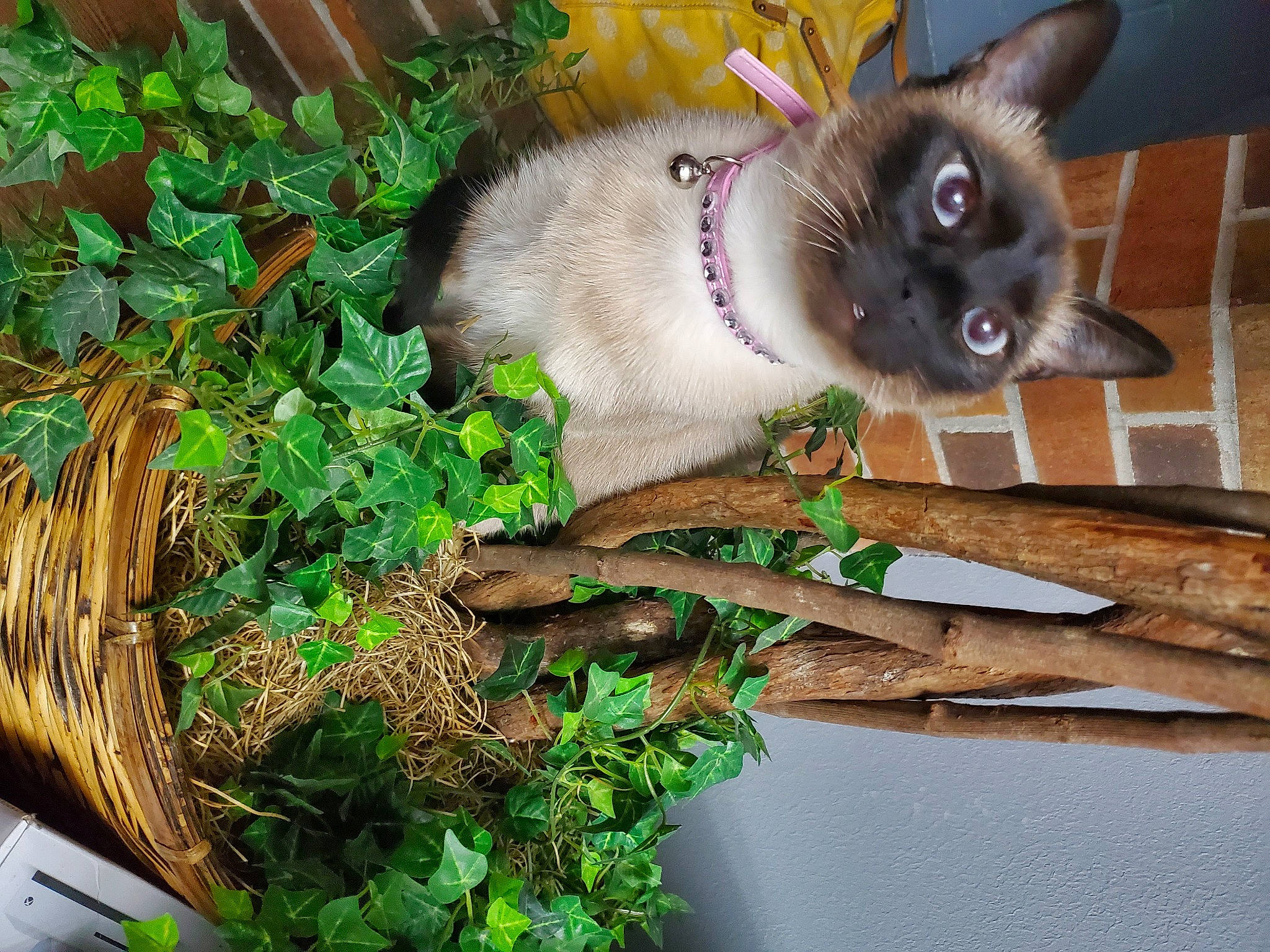 Jules is registered to the contest to win money with this photo: balinese, carnivore, cat, domestic_short_haired_cat, fawn, felidae, fur, grass, groundcover, herb, houseplant, plant, siamese, small_to_medium_sized_cats, snout, tail, thai, twig, whiskers, wood