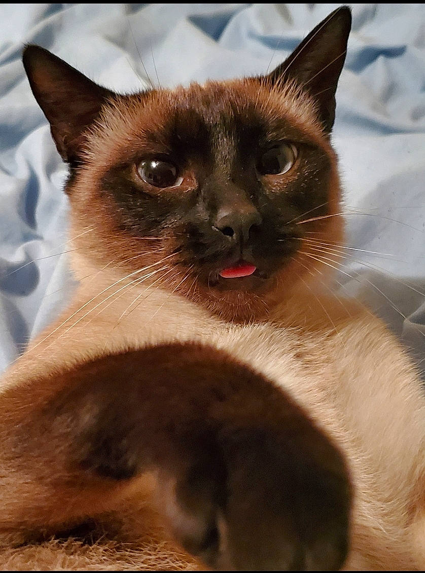 Jules is registered to the contest to win money with this photo: carnivore, cat, close_up, fawn, felidae, fixture, fur, siamese, small_to_medium_sized_cats, snout, symmetry, terrestrial_animal, whiskers, wildlife