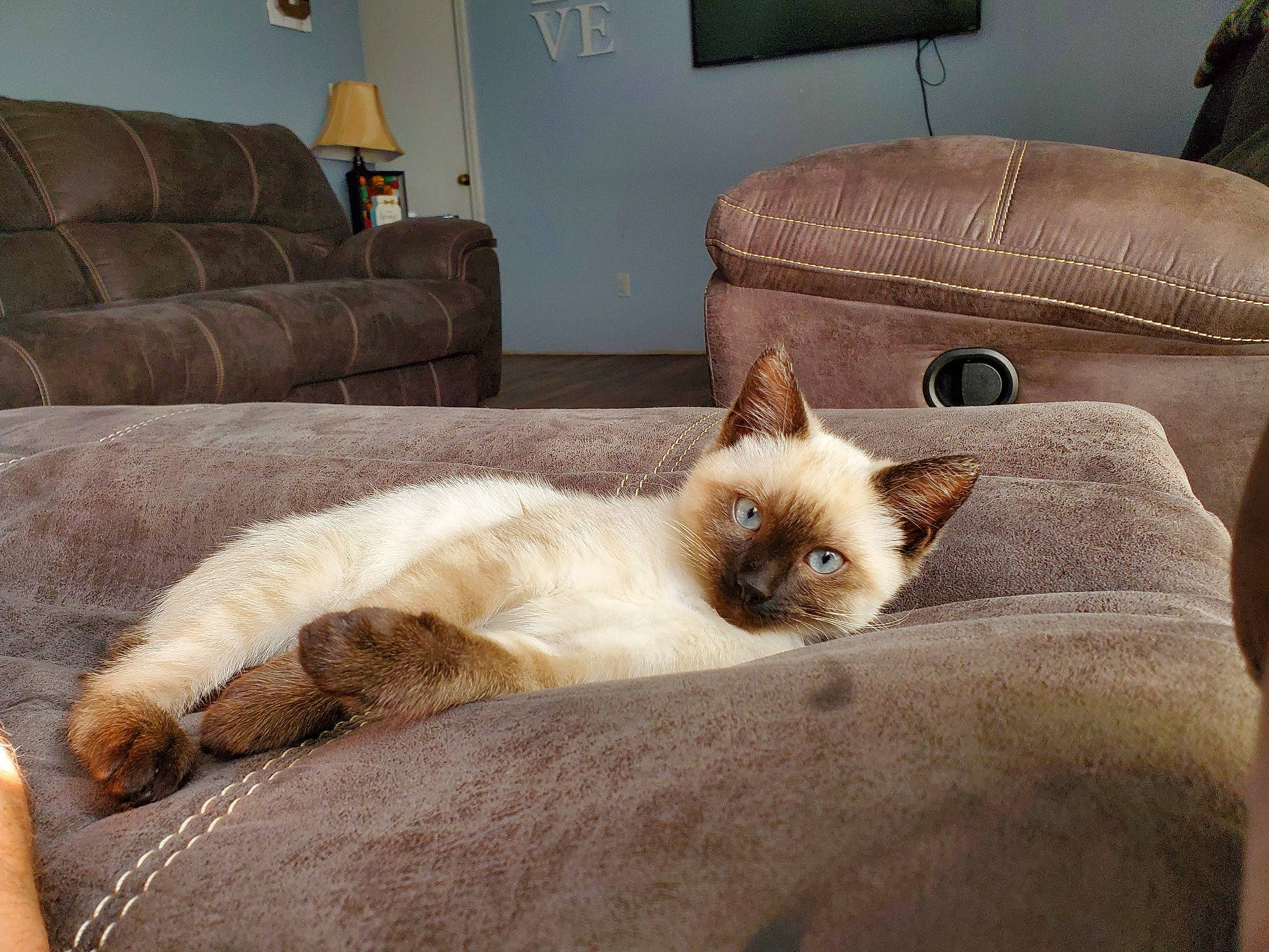 Jules joined the competition — help win amazing prizes! carnivore, cat, comfort, companion_dog, couch, domestic_short_haired_cat, fawn, felidae, flooring, fur, furniture, linens, living_room, picture_frame, room, siamese, small_to_medium_sized_cats, snout, tail, whiskers