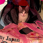 Toffee joined the competition — help win amazing prizes! kitten, cat, backpack, hello_kitty, pink_bag, fox_print, indoor, tile_floor, cute, pet, eyes, portrait, sitting, fabric, strap, bag, small_animal, cozy, accessory, tiled_floor