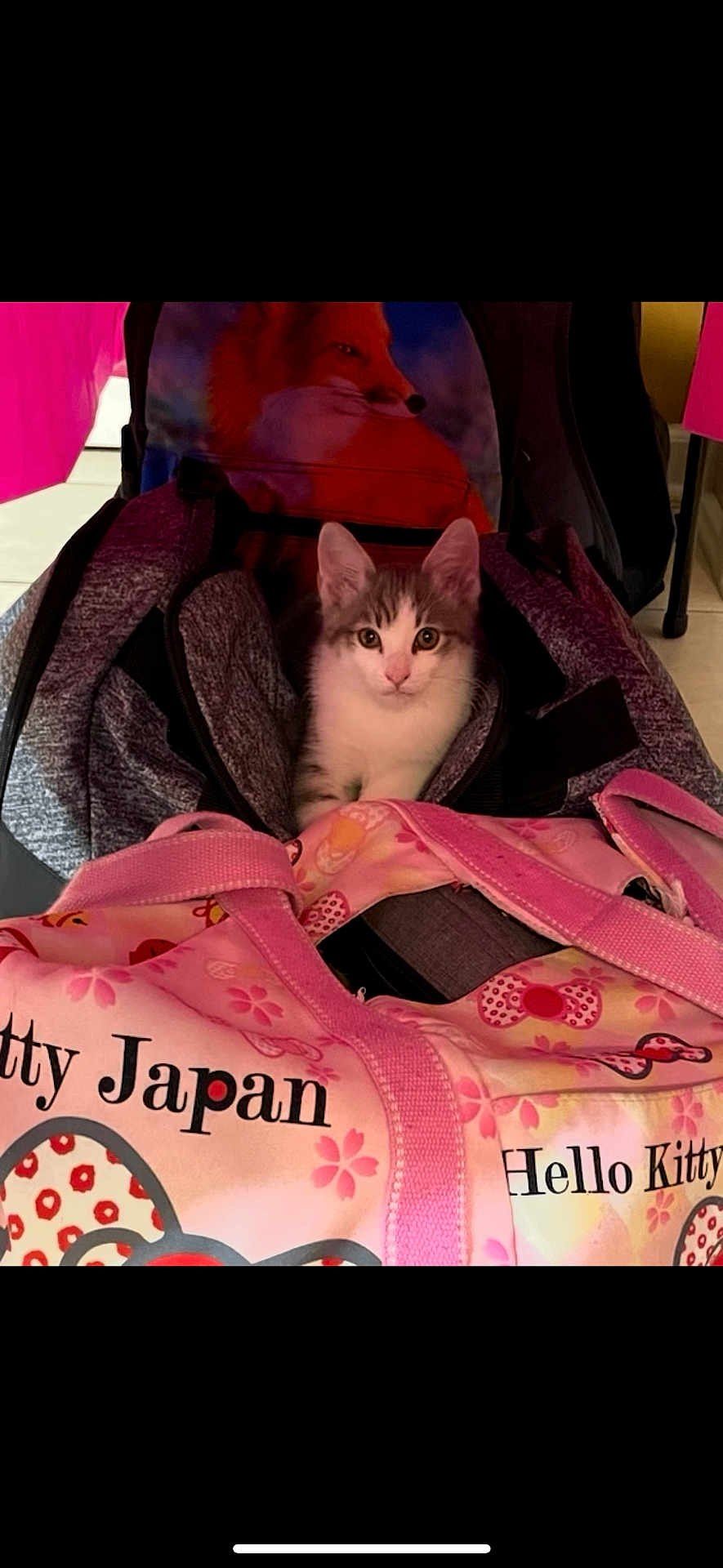 Toffee joined the competition — help win amazing prizes! kitten, cat, backpack, hello_kitty, pink_bag, fox_print, indoor, tile_floor, cute, pet, eyes, portrait, sitting, fabric, strap, bag, small_animal, cozy, accessory, tiled_floor