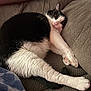 cat, tuxedo_cat, black_and_white, pet, feline, couch, sofa, upholstery, paw, paws, pink_paw_pads, whiskers, fluffy, relaxed, lying_down, sleeping, indoor, blanket, tail, closeup