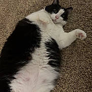 Grayson joined the competition — help win amazing prizes! cat, tuxedo_cat, black_and_white, pet, indoor, carpet, belly, paw, fur, feline, relaxed, laying_down, toy, whiskers, ears, cute, portrait, close_up, playful, household