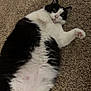 cat, tuxedo_cat, black_and_white, pet, indoor, carpet, belly, paw, fur, feline, relaxed, laying_down, toy, whiskers, ears, cute, portrait, close_up, playful, household
