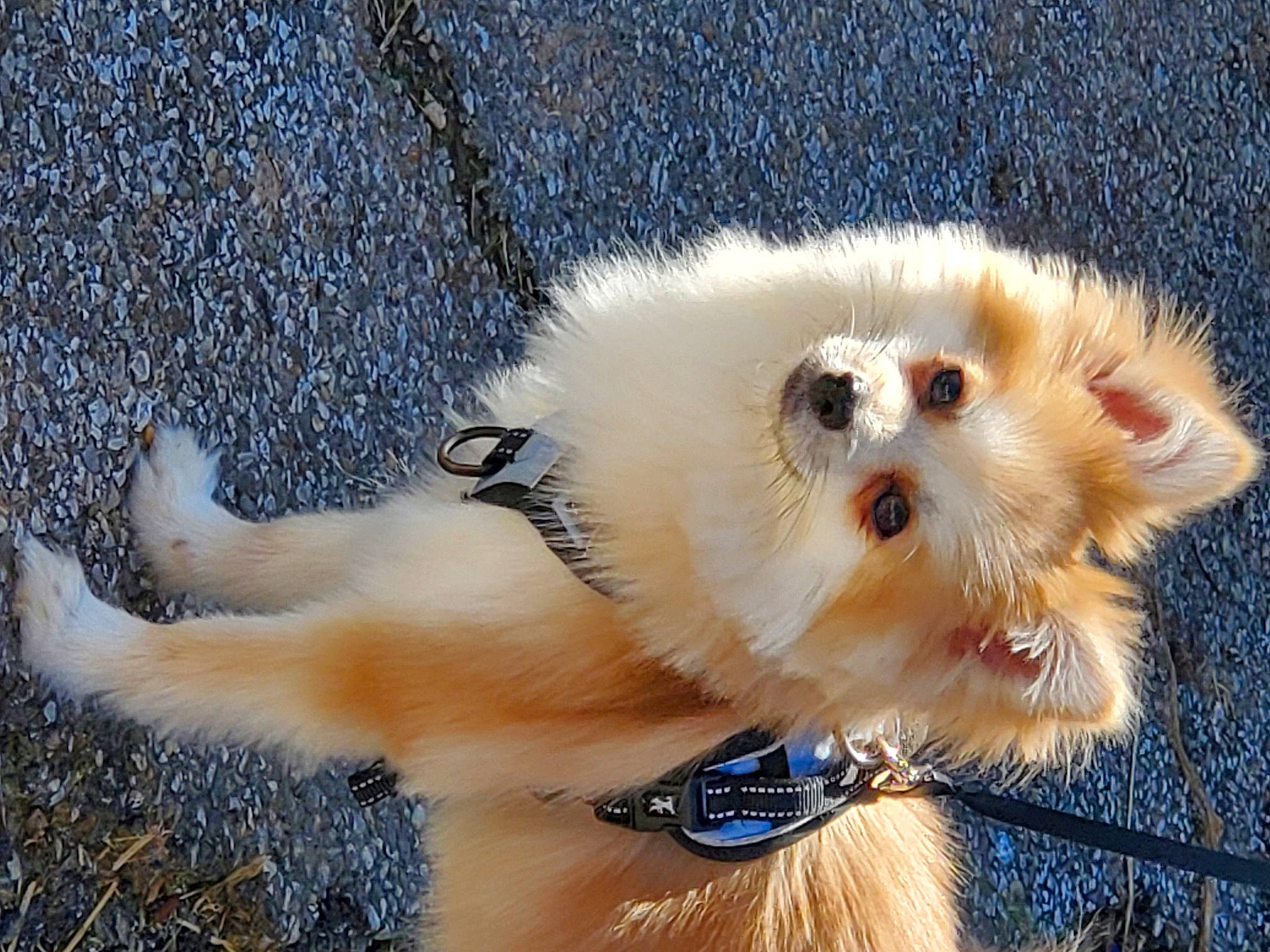 Mika is registered to the contest to win money with this photo: canidae, carnivore, companion_dog, dog, dog_breed, dog_supply, fawn, fur, german_spitz, german_spitz_klein, german_spitz_mittel, paw, pomeranian, snout, spitz, sporting_group, tail, toy_dog, whiskers, working_animal