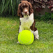 Theodore joined the competition — help win amazing prizes! animal, brown_and_white, canine, collar, cute, dog, ears, fur, garden, grass, greenery, leaf, nature, outdoor, pet, plant, playful, sitting, summer, tennis_ball