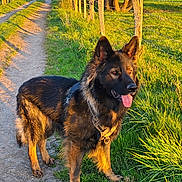 Sauron a rejoint le concours — aidez-le/la à gagner de superbes lots ! animal, canine, daylight, dog, ears, fence, german_shepherd, grass, happy, leash, nature, outdoor, path, pet, rural, standing, summer, sunlight, tongue, walking