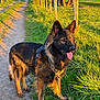 animal, canine, daylight, dog, ears, fence, german_shepherd, grass, happy, leash, nature, outdoor, path, pet, rural, standing, summer, sunlight, tongue, walking