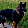 Sauron a rejoint le concours — aidez-le/la à gagner de superbes lots ! alert, animal, canine, daylight, dog, field, fur, german_shepherd, grass, harness, leash, muzzle, nature, outdoor, path, pet, standing, summer, tongue_out, walking