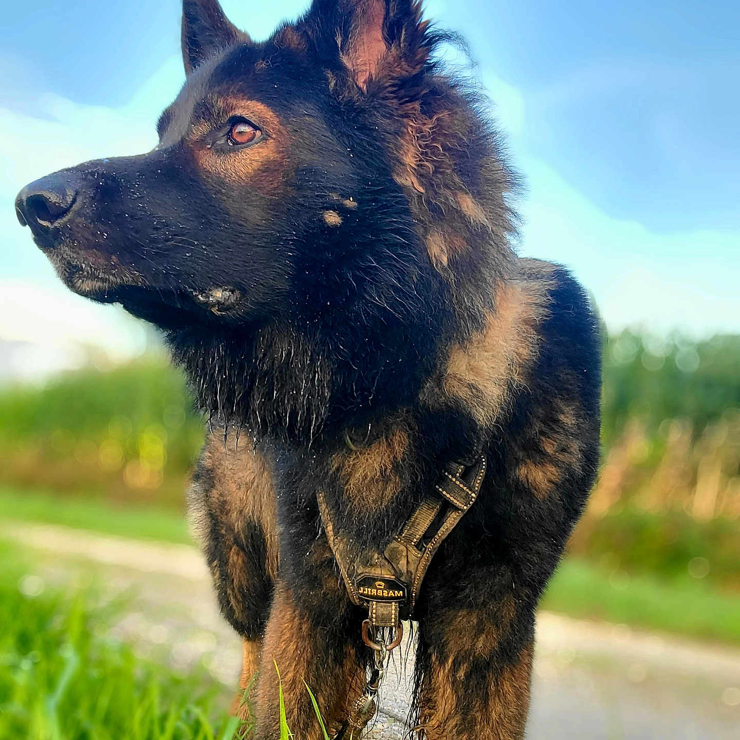 Sauron participe au concours pour gagner de l'argent avec cette photo : alert, animal, blue_sky, canine, closeup, collar, daylight, dog, ears, fur, german_shepherd, grass, leash, muzzle, nature, outdoor, pet, portrait, snout, standing
