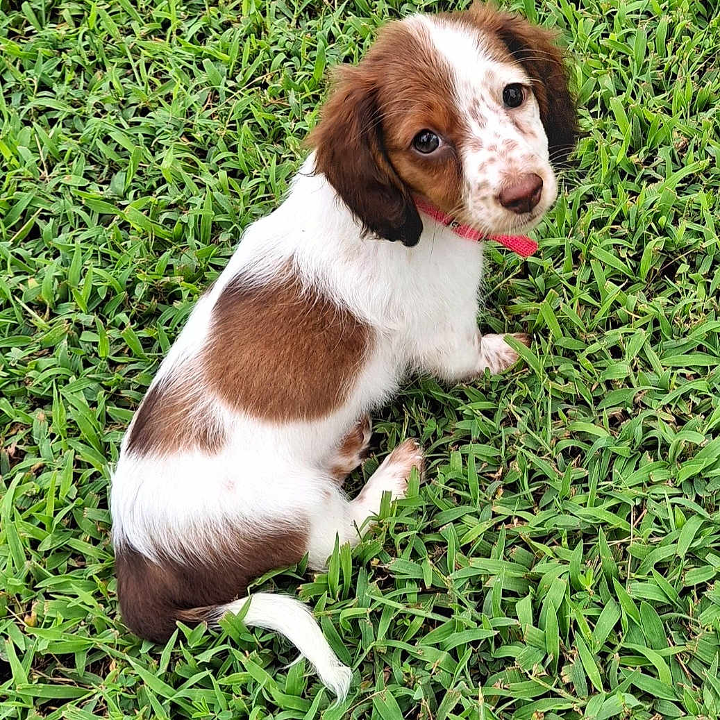 Darcy is registered to the contest to win money with this photo: animal, ball, canine, cockerspaniel, dog, field, grass, grassland, green, herbal, herbs, hound, lawn, nature, outdoors, papillon, pet, plant, puppy, sport