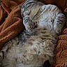 Suky a rejoint le concours — aidez-le/la à gagner de superbes lots ! animal, blanket, cat, comfort, cozy, cute, feline, fur, indoor, mammal, napping, paw, pet, relaxed, resting, sleeping, soft, tabby, tail, warm