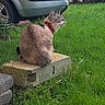 cat, grass, concrete_block, car, outdoor, greenery, backyard, feline, pet, collar, sitting, nature, plant, bushes, daylight, animal, curious, side_view, vehicle, ground