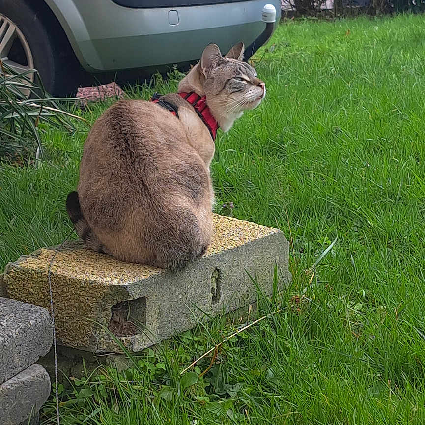 Suky participe au concours pour gagner de l'argent avec cette photo : cat, grass, concrete_block, car, outdoor, greenery, backyard, feline, pet, collar, sitting, nature, plant, bushes, daylight, animal, curious, side_view, vehicle, ground
