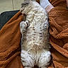 Suky a rejoint le concours — aidez-le/la à gagner de superbes lots ! animal, blanket, brown, cat, comfort, cozy, cute, feet, feline, floor, fluffy, fur, indoor, lying_down, pet, relaxed, resting, sleepy, tabby, white_socks