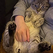 Suky participe au concours pour gagner de l'argent avec cette photo : animal, blanket, cat, closeup, comfort, companion, cozy, cute, domestic, feline, fur, hand, indoor, paw, person, pet, portrait, relaxed, resting, sweatshirt