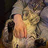 animal, blanket, cat, closeup, comfort, companion, cozy, cute, domestic, feline, fur, hand, indoor, paw, person, pet, portrait, relaxed, resting, sweatshirt