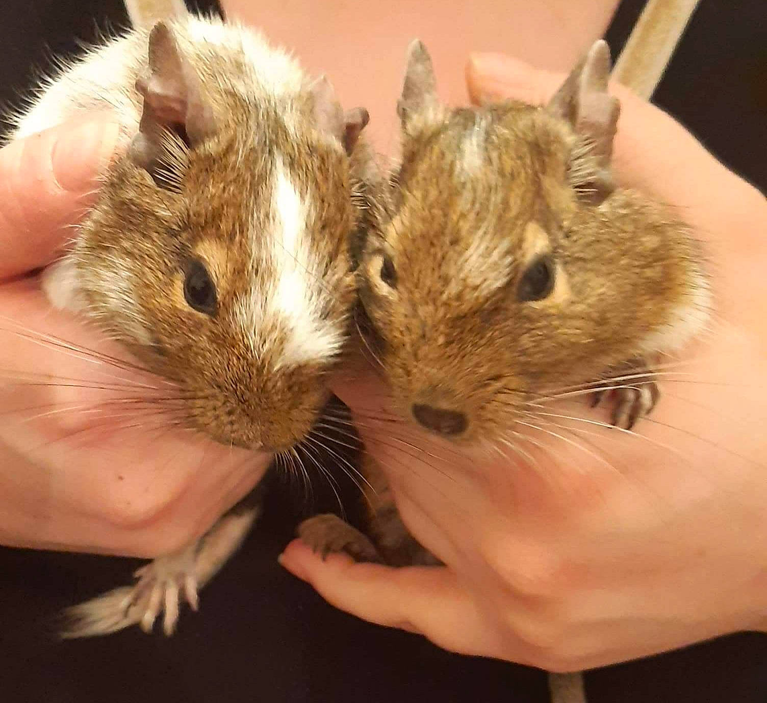 Skittle a rejoint le concours — aidez-le/la à gagner de superbes lots ! chinchilla, degu, eastern_chipmunk, fare, fawn, gerbil, grasshopper_mouse, hamster, hand, mammal, mouse, muridae, muroidea, pest, rat, rodent, skin, snout, vertebrate, whiskers