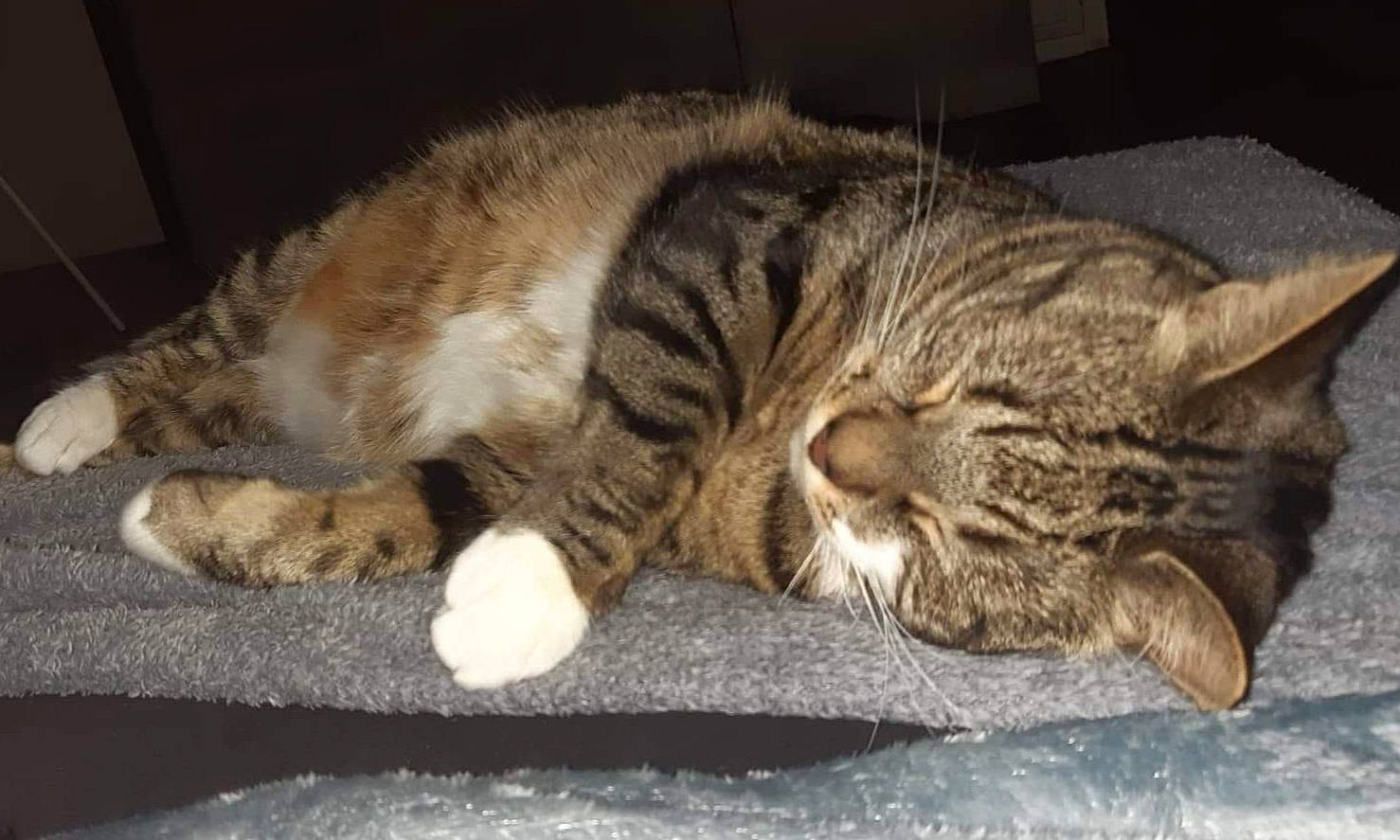 Gribouille participe au concours pour gagner de l'argent avec cette photo : asian, california_spangled, carnivore, cat, claw, domestic_short_haired_cat, dragon_li, european_shorthair, felidae, fur, kitten, mammal, nap, paw, pixie_bob, sleep, small_to_medium_sized_cats, tabby_cat, whiskers