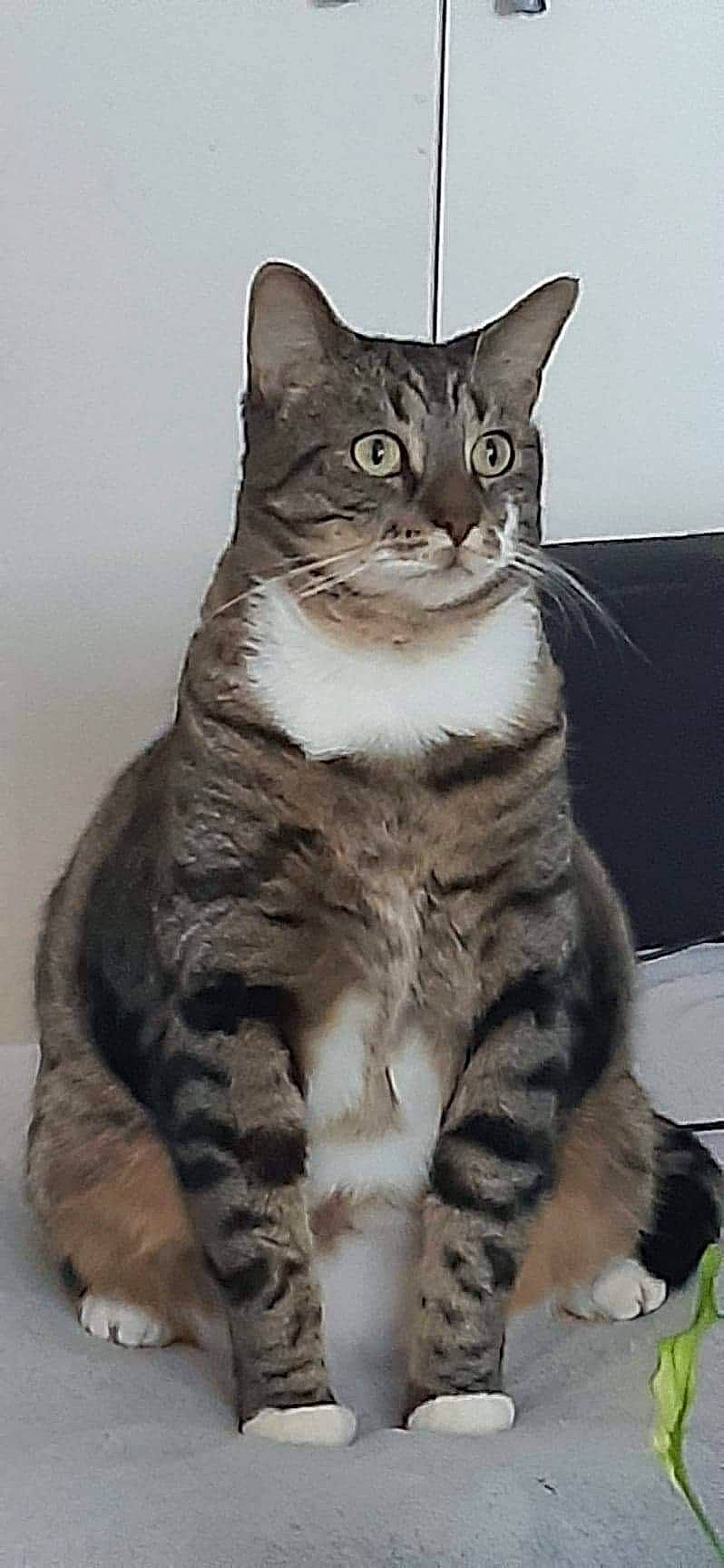 Gribouille a rejoint le concours — aidez-le/la à gagner de superbes lots ! aegean_cat, american_bobtail, american_shorthair, american_wirehair, asian, australian_mist, california_spangled, carnivore, cat, domestic_short_haired_cat, dragon_li, european_shorthair, felidae, kitten, mammal, polydactyl_cat, small_to_medium_sized_cats, tabby_cat, vertebrate, whiskers