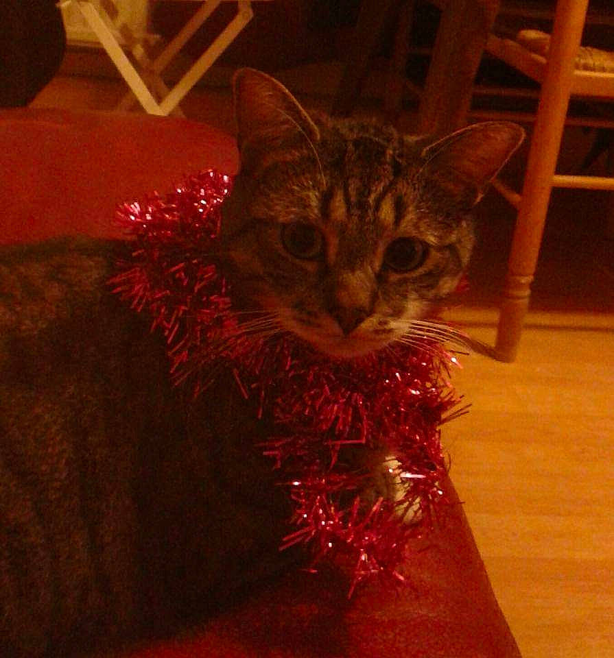 Gribouille participe au concours pour gagner de l'argent avec cette photo : asian, carnivore, cat, domestic_short_haired_cat, fawn, felidae, fur, small_to_medium_sized_cats, tabby_cat, whiskers