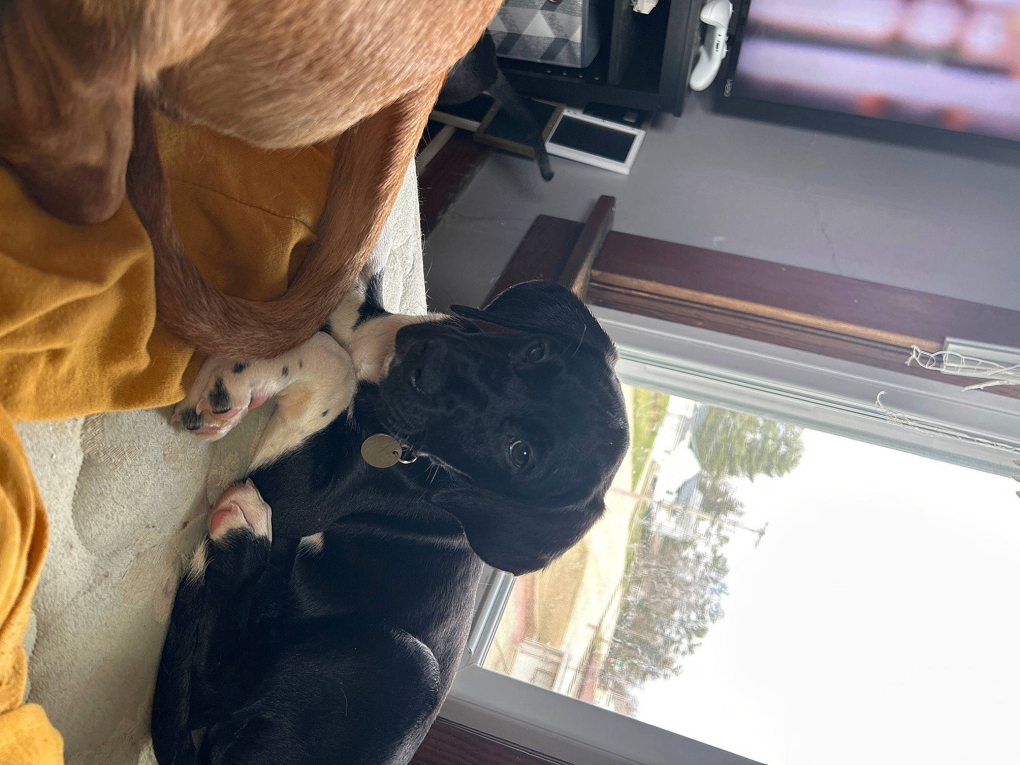 Saint joined the competition — help win amazing prizes! auto_part, automotive_exterior, automotive_window_part, car_seat, car_seat_cover, carnivore, comfort, companion_dog, dog, dog_breed, family_car, fur, guard_dog, helmet, personal_protective_equipment, sporting_group, vehicle_door, window, windshield