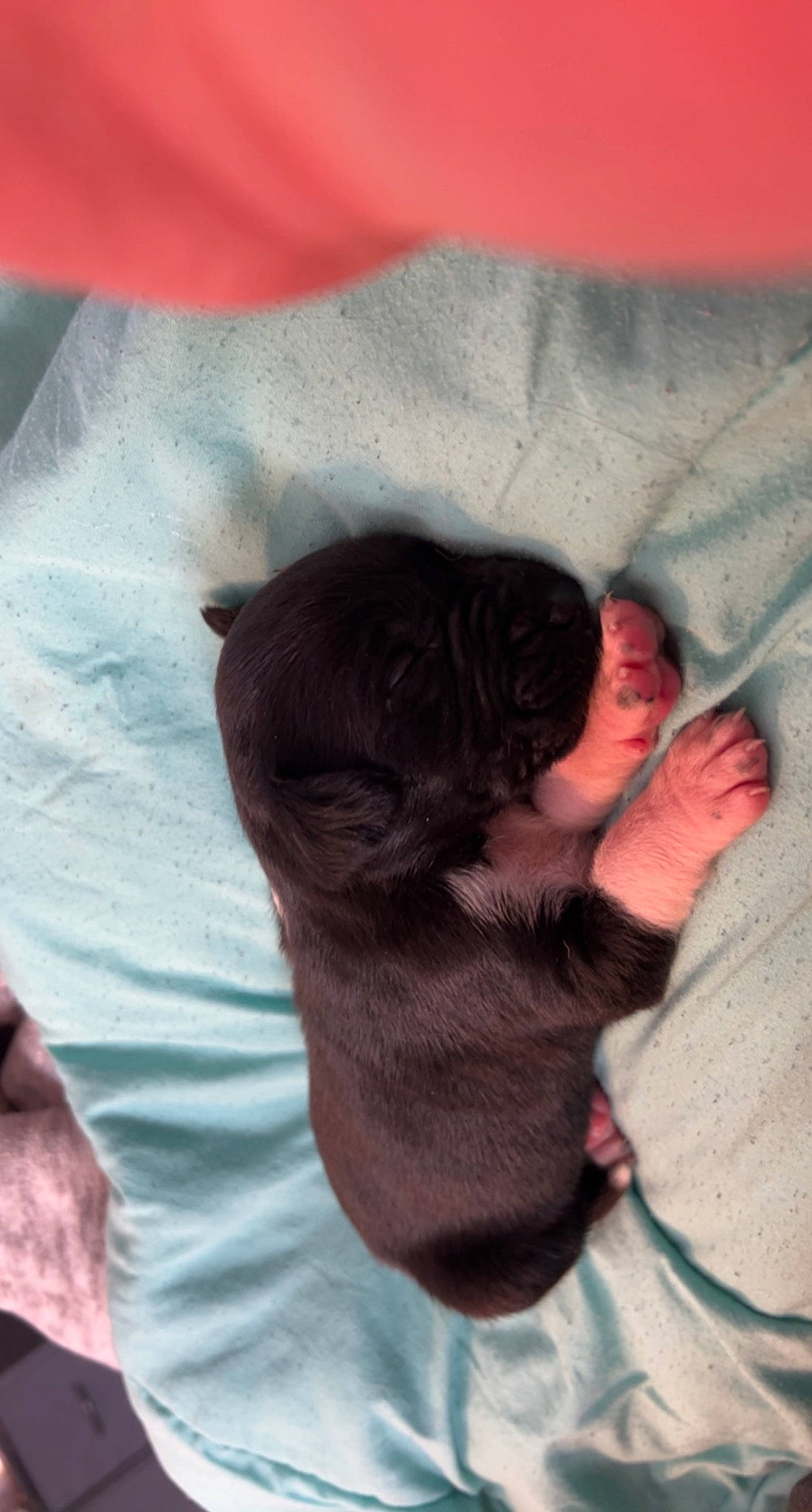 Saint is registered to the contest to win money with this photo: beard, bed, bedding, carnivore, comfort, companion_dog, dog, dog_breed, facial_hair, fawn, felidae, fur, gesture, linens, paw, small_to_medium_sized_cats, snout, tail, textile, whiskers