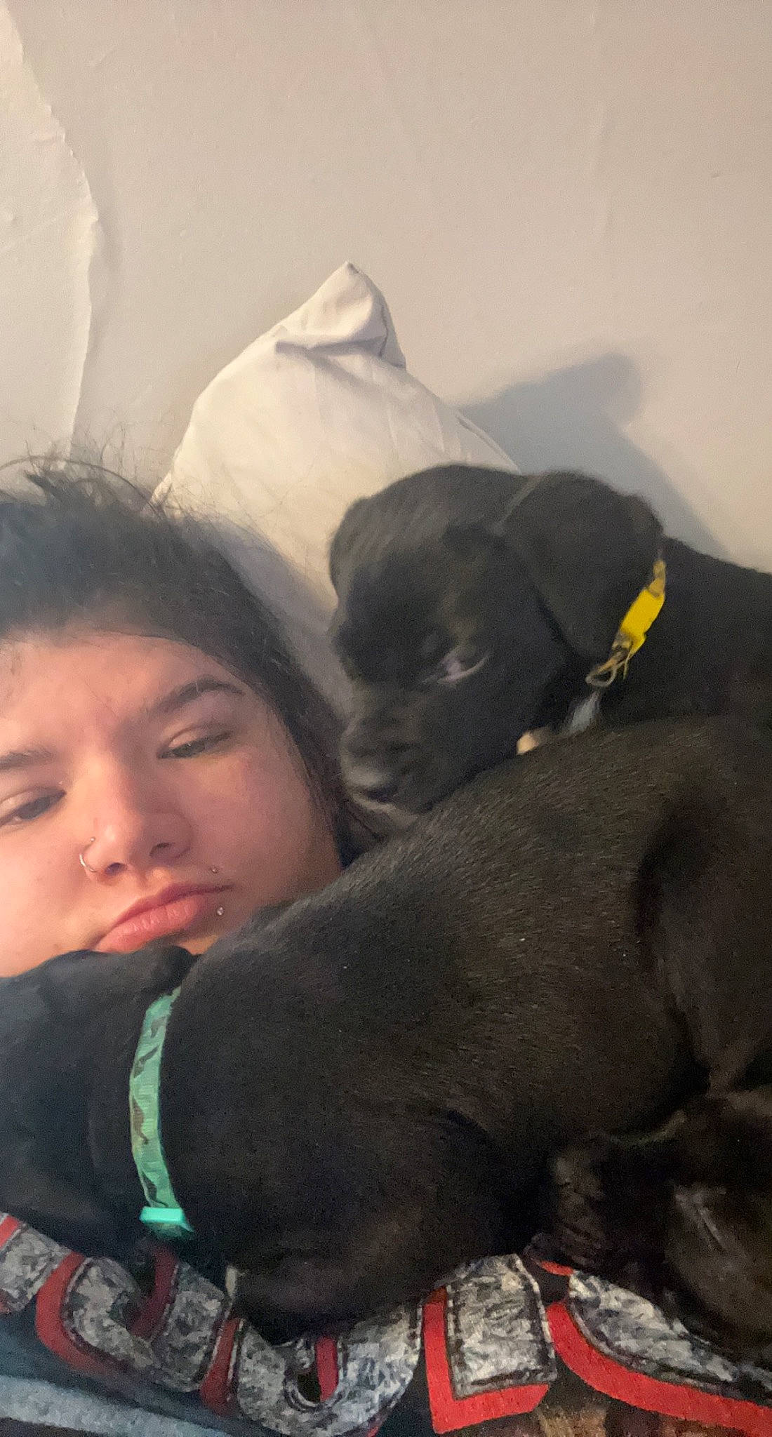 Saint is registered to the contest to win money with this photo: borador, canidae, carnivore, comfort, companion_dog, dog, dog_breed, fawn, fun, fur, guard_dog, happy, love, mammal, nap, non_sporting_group, puppy_love, snout, sporting_group, working_animal