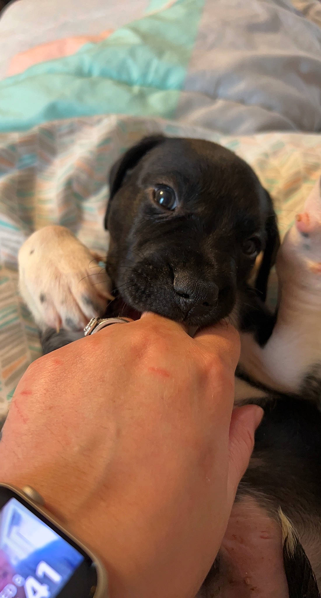 Saint is registered to the contest to win money with this photo: canidae, carnivore, companion_dog, dog, dog_breed, fawn, finger, fur, gesture, hand, nail, paw, puggle, puppy_love, snout, sporting_group, toy_dog, whiskers, working_animal, wrinkle