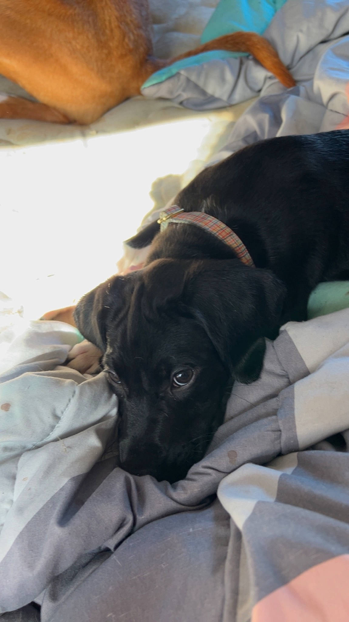 Saint joined the competition — help win amazing prizes! borador, canidae, carnivore, comfort, companion_dog, dog, dog_breed, ear, fawn, fur, guard_dog, linens, liver, nap, non_sporting_group, puppy, snout, sporting_group, whiskers, working_animal