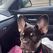 Chanel joined the competition — help win amazing prizes! alert, animal, black_and_tan, blanket, car, collar, console, cute, dashboard, dog, ears, indoor, interior, pet, resting, seat, side_mirror, small_dog, window, young_dog