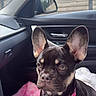 alert, animal, black_and_tan, blanket, car, collar, console, cute, dashboard, dog, ears, indoor, interior, pet, resting, seat, side_mirror, small_dog, window, young_dog