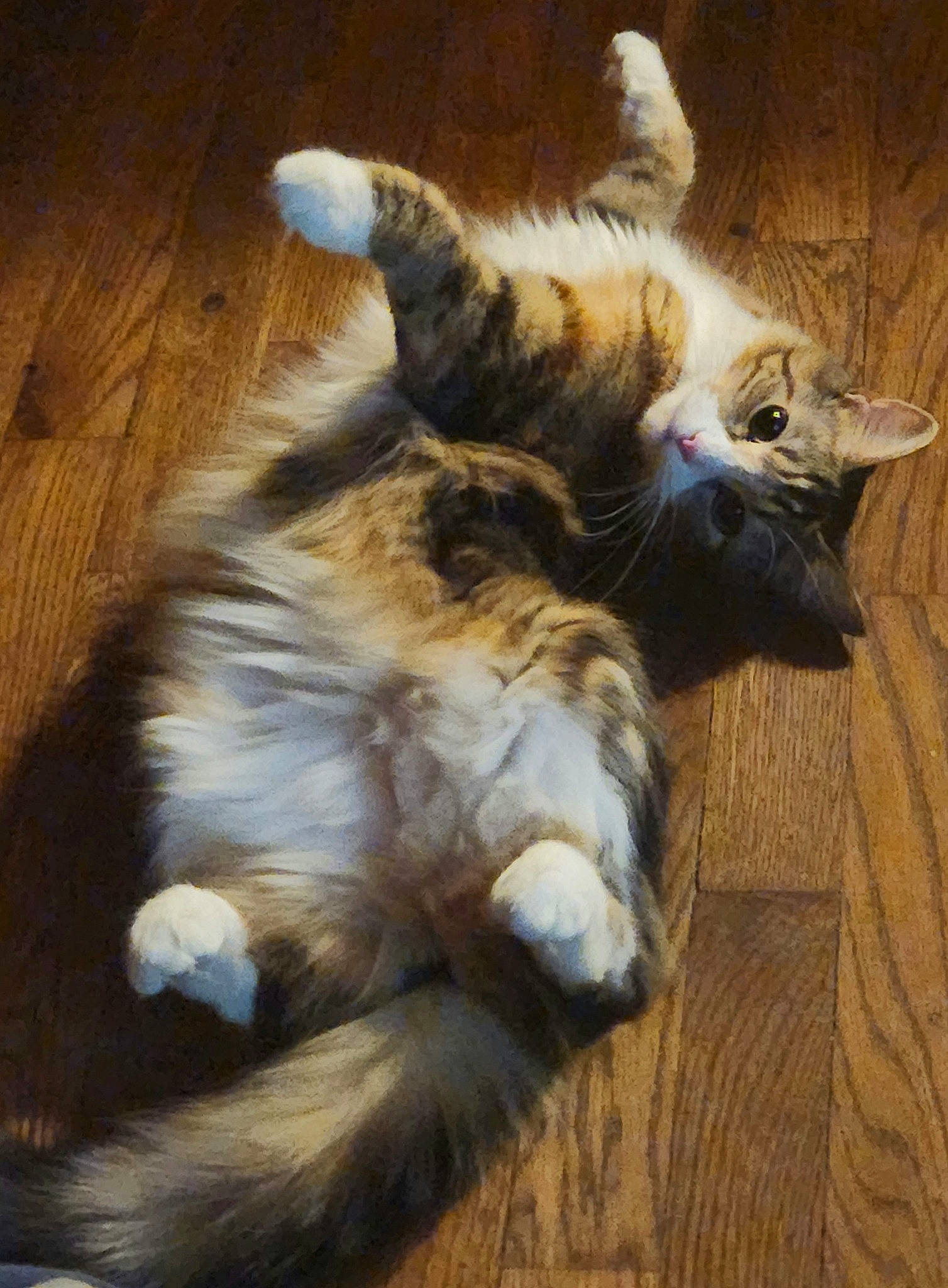 Tiramisu joined the competition — help win amazing prizes! carnivore, cat, claw, comfort, companion_dog, dog_breed, fawn, felidae, flooring, fur, hardwood, nap, paw, small_to_medium_sized_cats, tail, terrestrial_animal, whiskers, wood, wood_stain