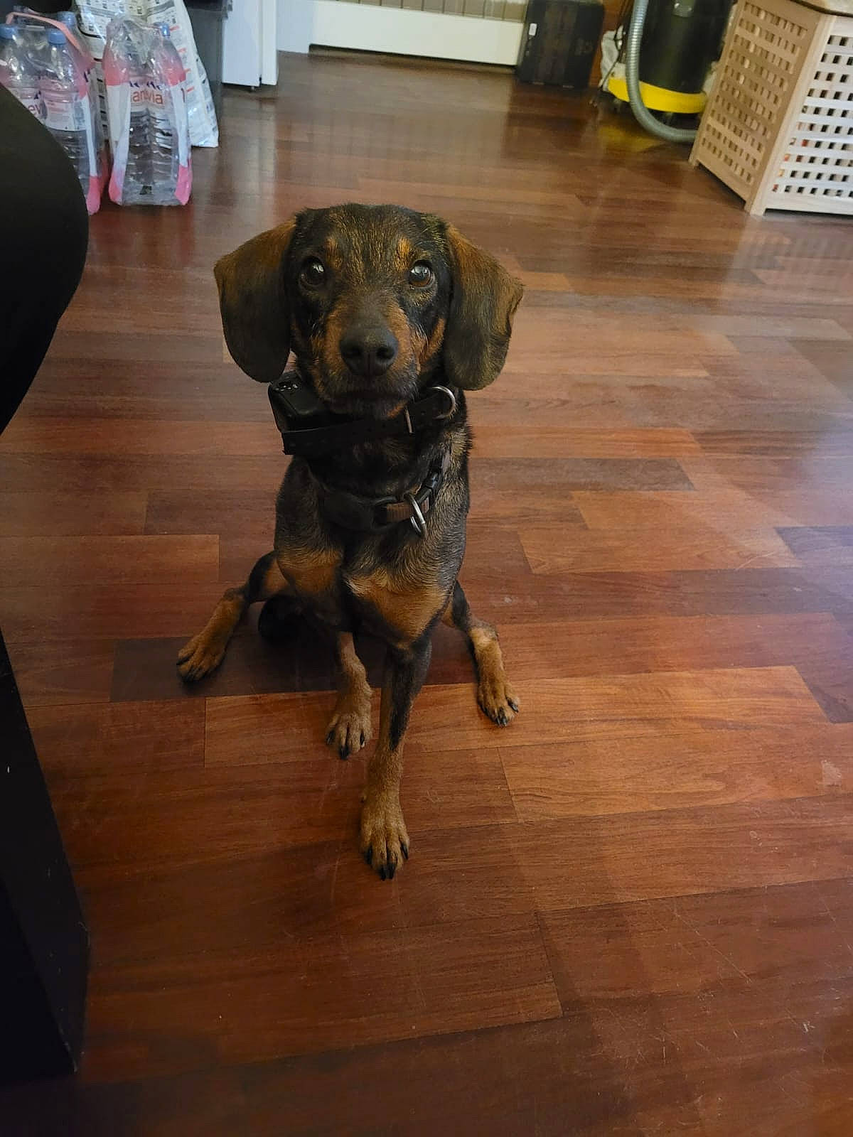 Samy participe au concours pour gagner de l'argent avec cette photo : carnivore, companion_dog, dog, dog_breed, dog_collar, fawn, floor, flooring, fur, hardwood, laminate_flooring, liver, plank, snout, tail, varnish, wood, wood_flooring, wood_stain, working_animal