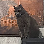 Thiago participe au concours pour gagner de l'argent avec cette photo : art, black_cat, bombay, carnivore, cat, domestic_short_haired_cat, felidae, font, fur, grey, rectangle, shadow, small_to_medium_sized_cats, snout, tail, tints_and_shades, wall, whiskers, window, wood