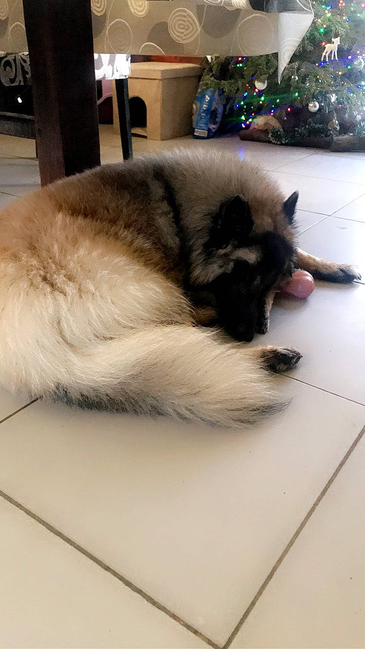 Payko a rejoint le concours — aidez-le/la à gagner de superbes lots ! canidae, carnivore, dog, dog_breed, fur, snout, sporting_group