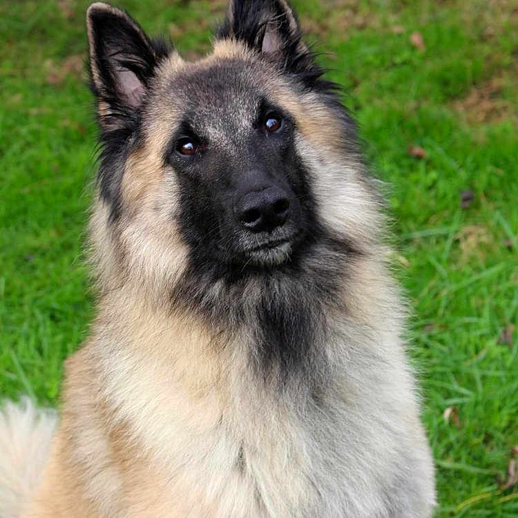 Payko