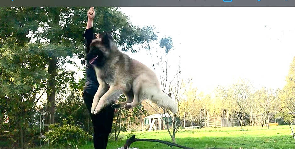 Payko a rejoint le concours — aidez-le/la à gagner de superbes lots ! carnivore, collar, dog, dog_breed, lawn, meadow, park, pasture, sporting_group, web_page, working_animal, working_dog, yard