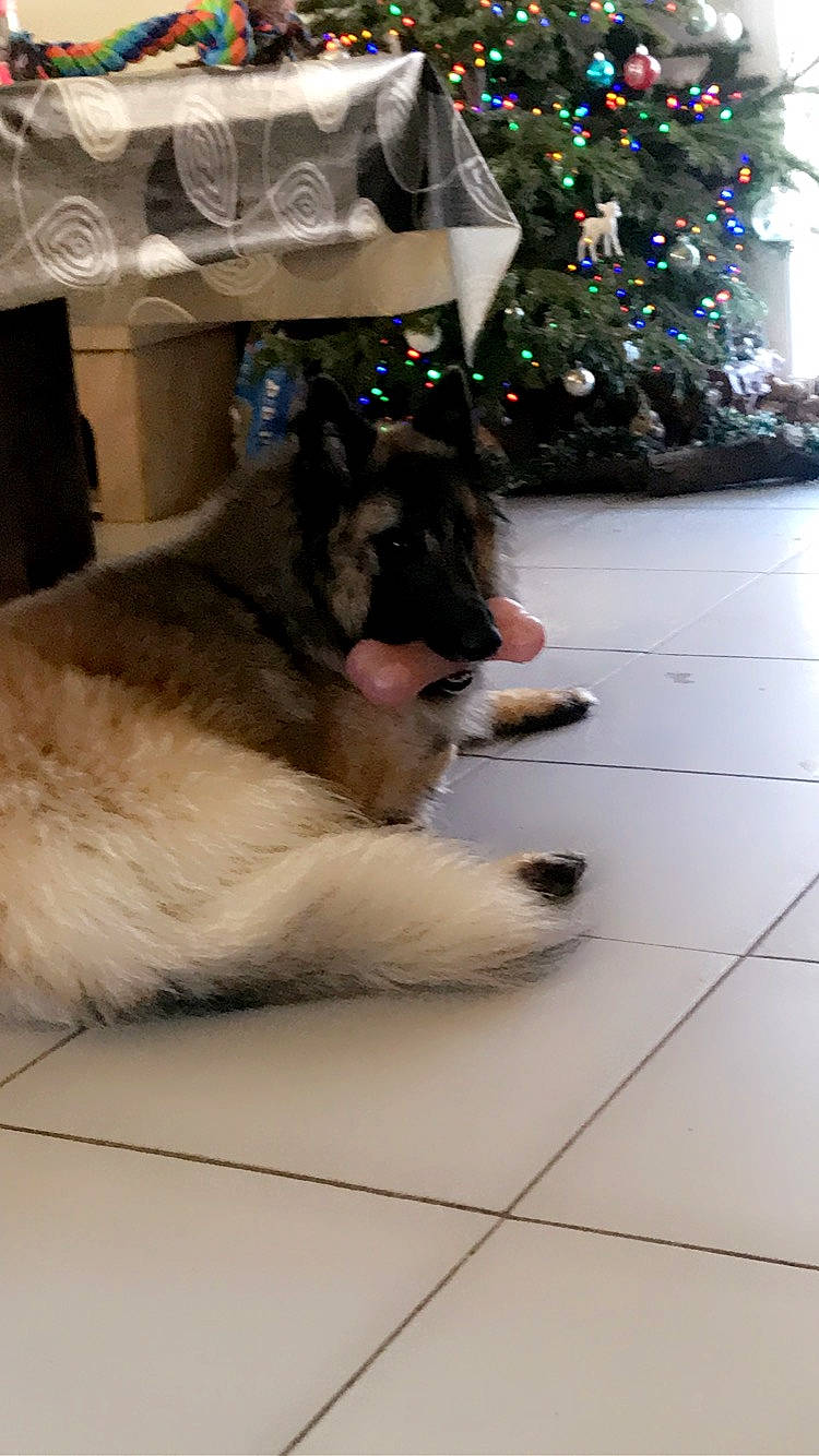 Payko a rejoint le concours — aidez-le/la à gagner de superbes lots ! canidae, carnivore, christmas_decoration, christmas_ornament, christmas_tree, collar, companion_dog, dog, dog_breed, dog_supply, floor, flooring, fur, holiday, interior_design, snout, sporting_group, tile, tile_flooring, working_animal