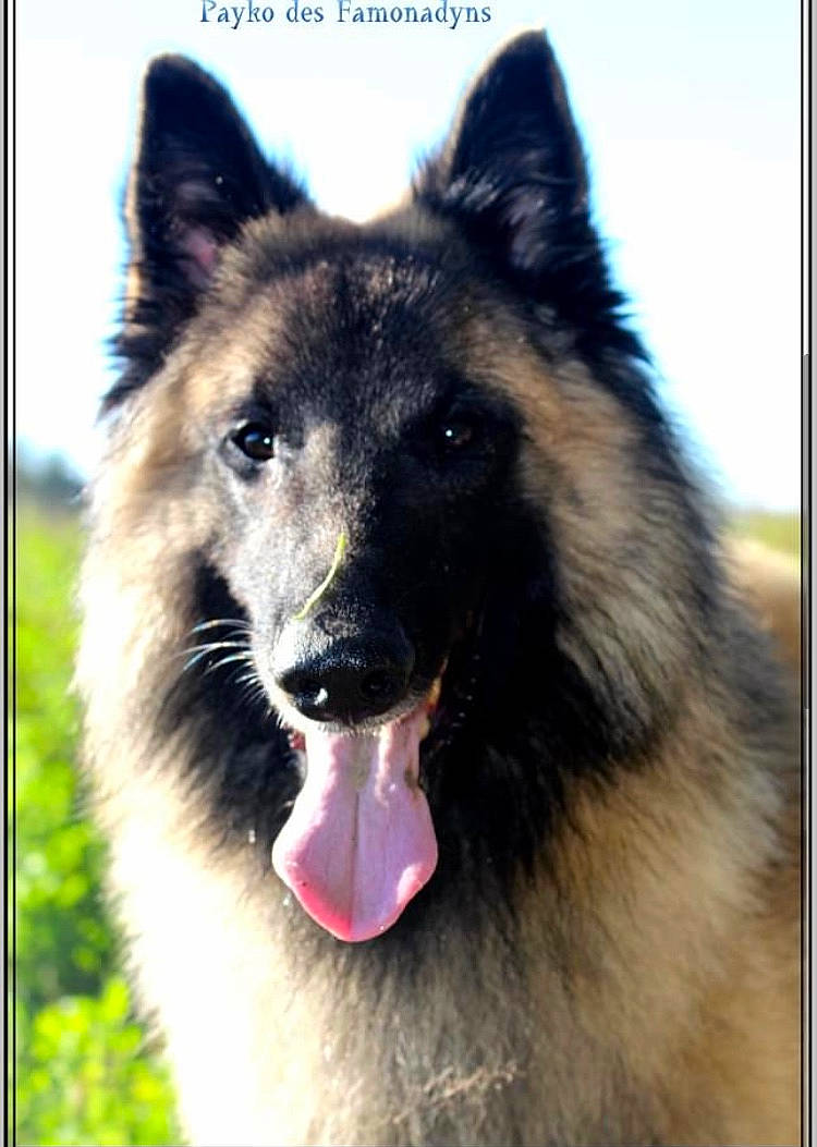 Payko a rejoint le concours — aidez-le/la à gagner de superbes lots ! ancient_dog_breeds, canidae, canis, carnivore, dog, dog_breed, guard_dog, herding_dog, iris, jaw, king_shepherd, rectangle, snapshot, snout, sporting_group, tongue, tooth, vertebrate, working_animal, working_dog